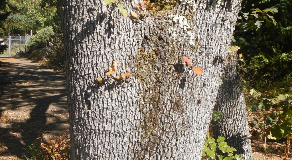 Blue oak bark is similar to valley oak