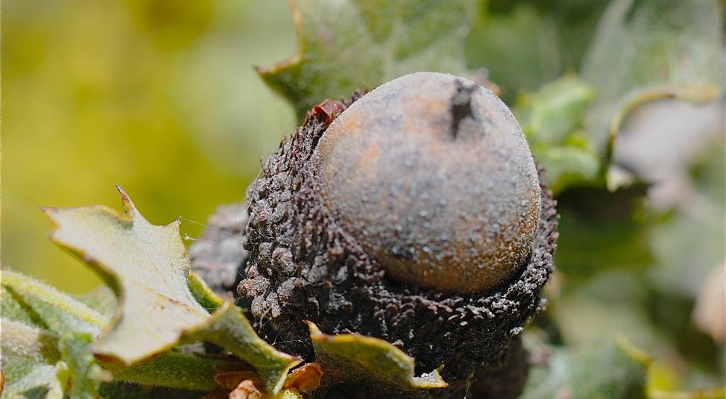 Leather oak produces a fat,