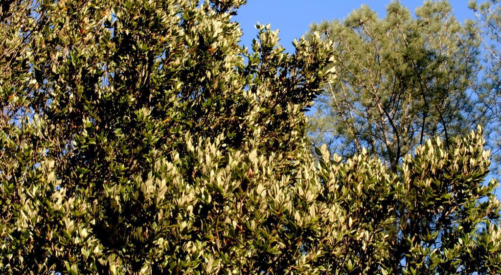 Island oak leaves are bicolored, dark green
