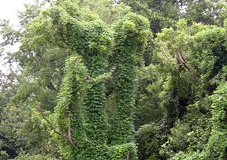Kudzu is a plant native to Japan; it was introduced to