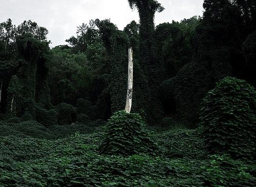 The Story of Kudzu There is currently no fool-proof method for controlling the spread of kudzu.