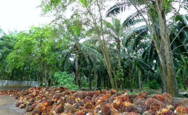 Economic Activities has a large area of land for oil palm