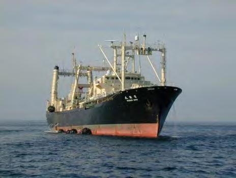 vessels Common minke 979,