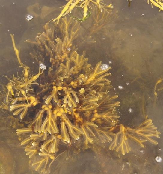 5 3m below high tide line) It is found below some tougher wrack species such as spiral wrack (F. spiralis) among serrated wrack (F.
