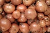 onion (Allium