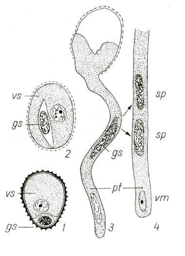 Pollen tube development and vs: vegetative cell gs: generative cell sp: sperm cell pt: pollen tube POLLEN ovary pollen ovary egg +