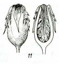 apocarpous ovary - fleshy