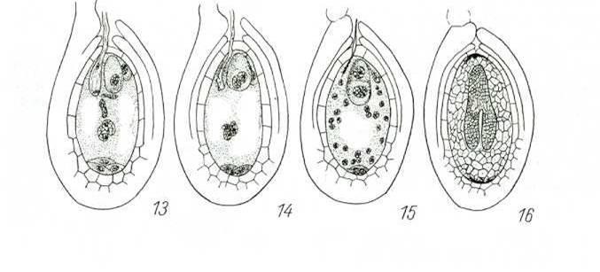 Development of embryo 1st sperm cell + egg cell zygote embryo 2nd