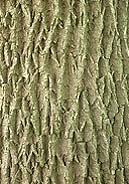 Bark: grayish brown and tightly furrowed.