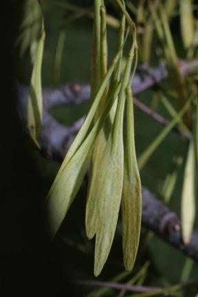 apetalous, male flowers in tight