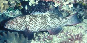 Leopard coral trout* 東星斑 2.
