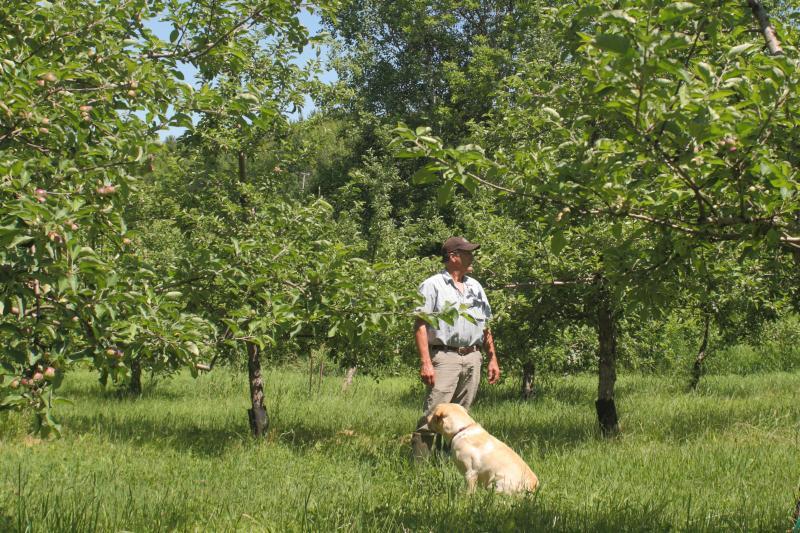Cider-bush orchard Steve Wood s Poverty Lane in NH Cider apples of best quality obtained