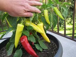 peppers / container)