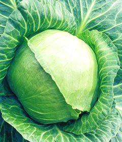 Sprouts Cabbage