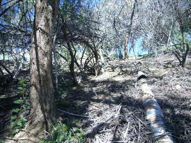 Many of the trees found on the manufactured slopes are in poor health due to lack