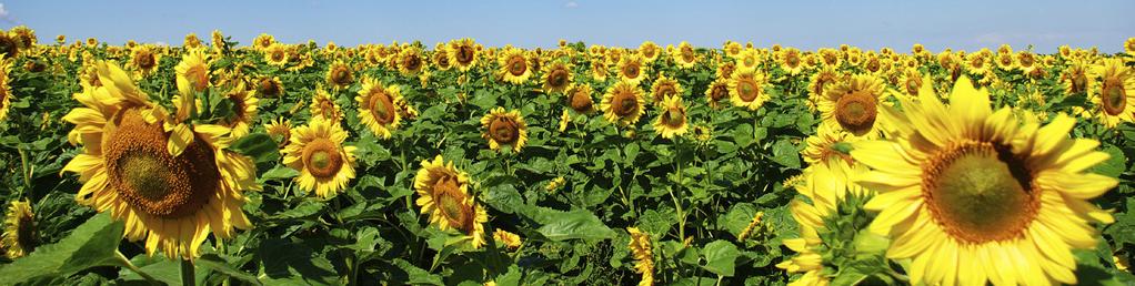 Stages of Sunflower 2 Accumulated Precipitation 3 U.S. Drought Monitor 3 Weather and Crop Conditions Worldwide 4-5 It s that time of year again, and spring plantings are upon us.