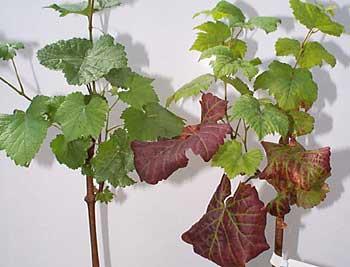 Leaf spectral reflectance and vine health Leafroll virus image courtesy CFIA Good fruit quality starts with a healthy, wellbalanced vine Plant stress shows up in
