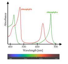 Spectral absorption of some grape components Chlorophyll absorbs blue and red, reflects green Anthocyanins absorb green,