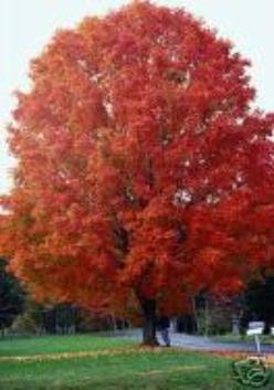 Yellowish fall color Red Maples Red Pointe October Glory Sun Valley (45 x30 )