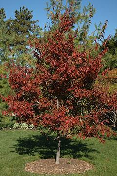 Excellent tree for small areas (40-60 x 50 ) Rounded habit spreading.