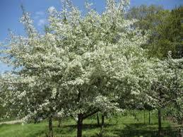with white spring blooms followed by profuse golden yellow fruit