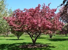 Plum (25 x20 ) fragrant double pink flowers cover weeping branches in spring.