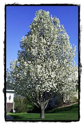 White blooms in spring.