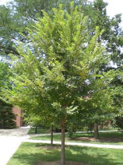 Great tree for parkway tree. (50 x30 ) Upright oval habit.