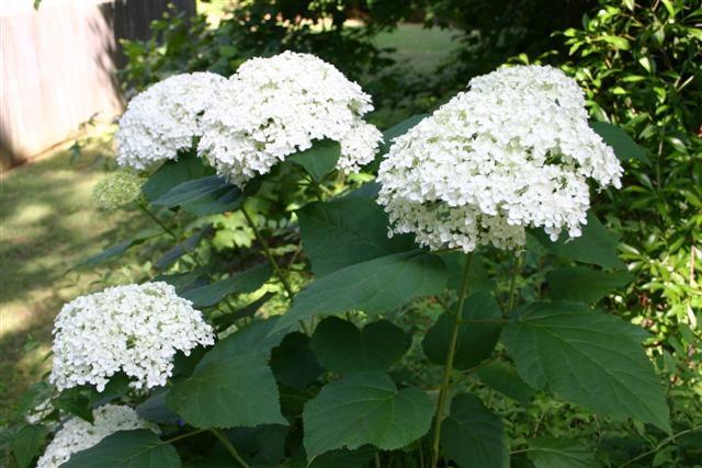 In June and July, the white corymbs blooms covers the shrub.