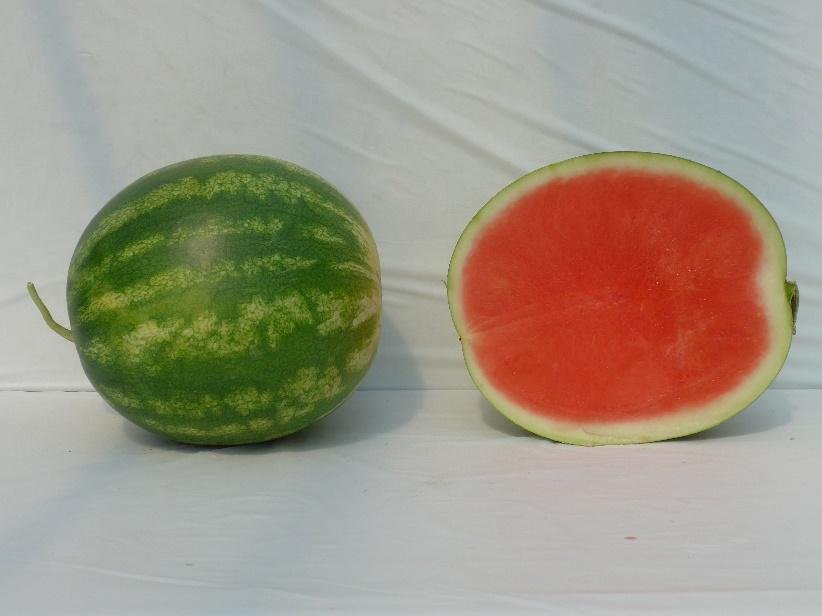 Varieties from the 2015 Seedless Watermelon Trial Exclamation Marketable I Yield: 107,794 lbs/a (1) Marketable II Yield: 77,502 lbs/a (13) Mean Weight: 20.