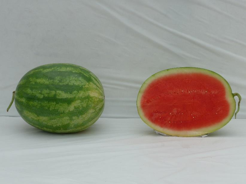 Varieties from the 2015 Seedless Watermelon Trial* WDL0409 Marketable I Yield: 98,555 lbs/a (7) Marketable II Yield: 91,623 lbs/a (2) Mean Weight: 16.