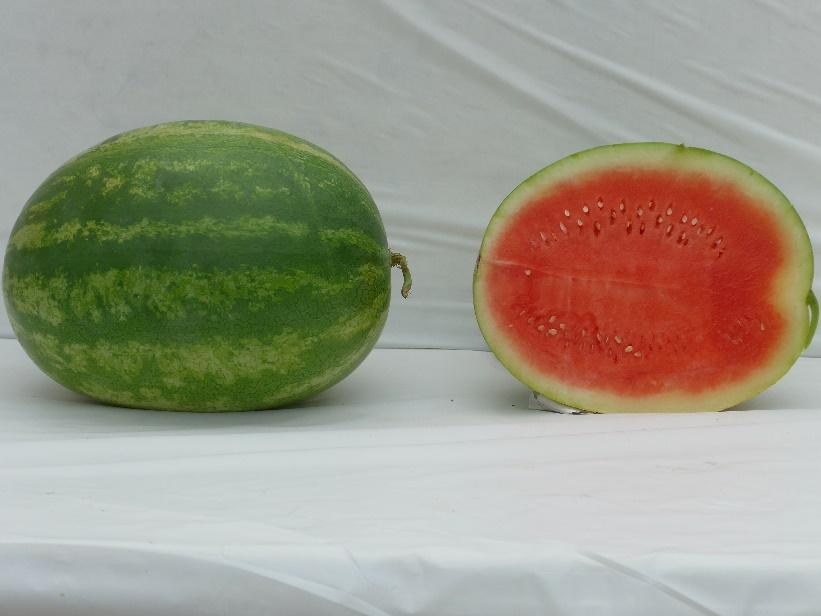 Varieties from the 2015 Seedless Watermelon Trial* Unbridled Marketable I Yield: 93,444 lbs/a (10) Marketable II Yield: 84,531 lbs/a (6) Mean Weight: 17.78 lbs (18) Soluble Solids: 11.