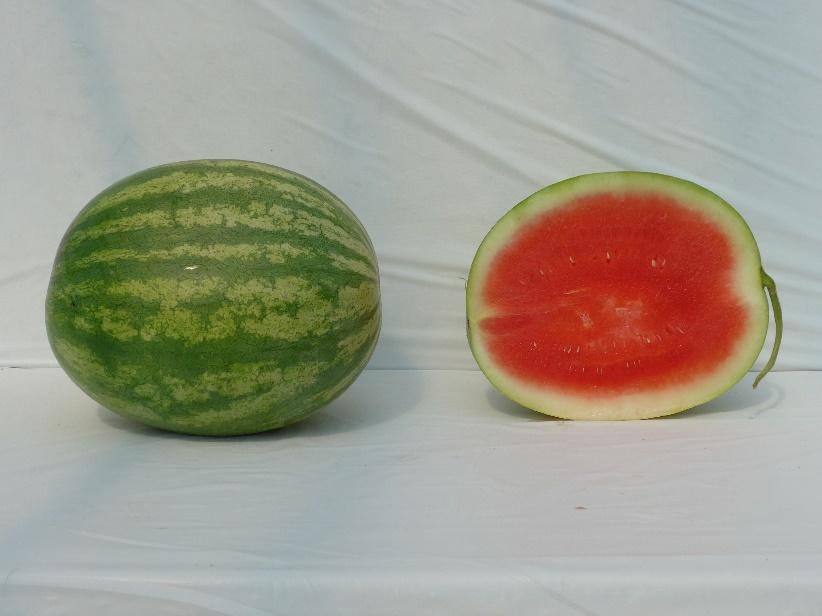 Varieties from the 2015 Seedless Watermelon Trial* SV0258WA Marketable I Yield: 90,467 lbs/a (13) Marketable II Yield: 65,633 lbs/a (27) Mean Weight: 20.72 lbs (1) Soluble Solids: 11.