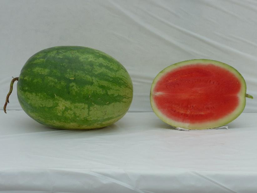 Varieties from the 2015 Seedless Watermelon Trial* Captivation Marketable I Yield: 83,490 lbs/a (19) Marketable II Yield: 74,730 lbs/a (18) Mean Weight: 17.66 lbs (19) Soluble Solids: 10.