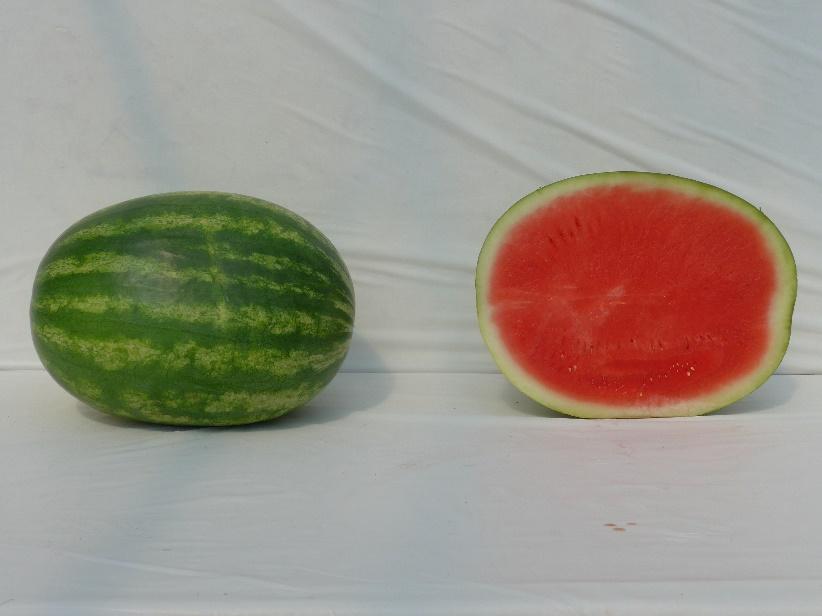 Varieties from the 2015 Seedless Watermelon Trial* Kingman Marketable I Yield: 82,053 lbs/a (22) Marketable II Yield: 62,317 lbs/a (32) Mean Weight: 18.21 lbs (11) Soluble Solids: 11.