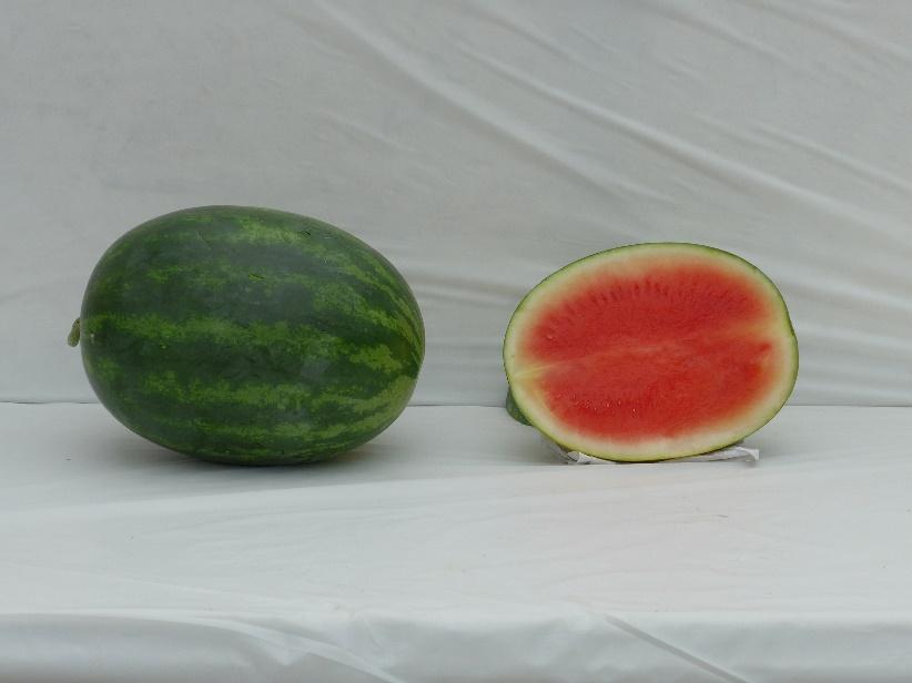 Varieties from the 2015 Seedless Watermelon Trial* Crunchy Red Marketable I Yield: 77,755 lbs/a (25) Marketable II Yield: 65,379 lbs/a (28) Mean Weight: 18.15 lbs (12) Soluble Solids: 10.