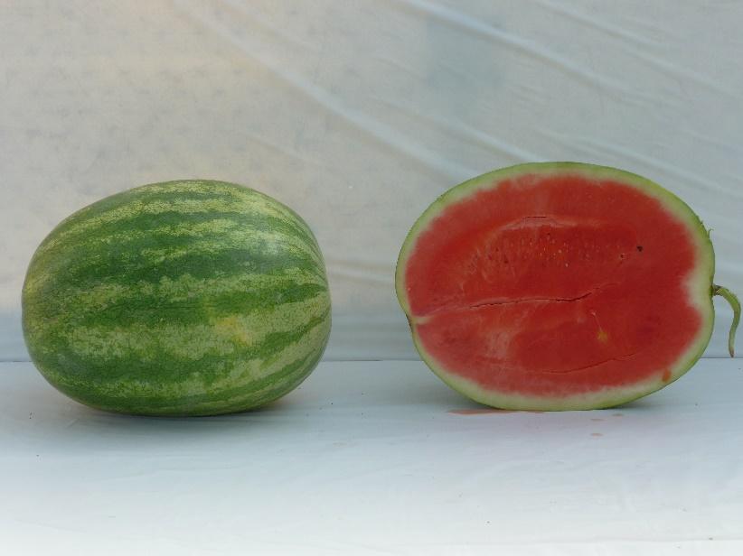 Varieties from the 2015 Seedless Watermelon Trial* Lucille Marketable I Yield: 74,151 lbs/a (28) Marketable II Yield: 67,284 lbs/a (23) Mean Weight: 16.