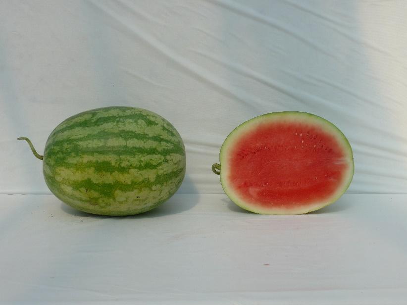 Varieties from the 2015 Seedless Watermelon Trial* Tri-X 313 Marketable I Yield: 68,929 lbs/a (31) Marketable II Yield: 58,052 lbs/a (37) Mean Weight: 17.