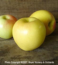 GOLDEN SUPREME APPLE Fruit: Golden Supreme is a medium sized apple with a firm cream colored flesh. It has a greenish yellow to golden brown color.