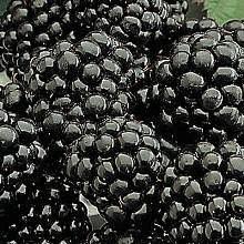 BLACK SATIN BLACKBERRY Fruit: Black Satin has glossy, large, firm black berries.
