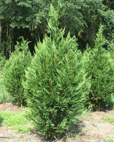 LEYLAND CYPRESS The Leyland Cypress is a handsome, fast growing evergreen that keeps its foliage year round. For best growth it requires full sun.
