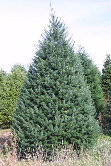DOUGLAS FIR Douglas Fir trees are tall, straight, symmetrical tree with a dense cylindrical or conical shape to 180 tall. Older trees have a branch-free trunk.