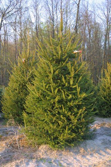 NORWAY SPRUCE Height: 40-60 Feet Spread: 25-30 Feet Sun: Partial shade to full sun Water: Wet, moist, or dry The evergreen foliage is dark green and the needles are short.