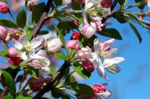 delightful red buds, which blossom into a stunning display of pure white flowers.