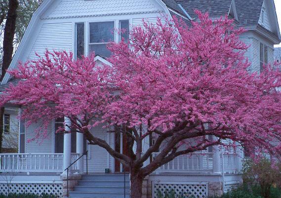 EASTERN RED BUD Height: 15-50 feet with the trunk usually separating into several thick branches a short distance above the ground.
