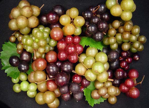Challenges in Muscadine Juice and Wine Production DR.