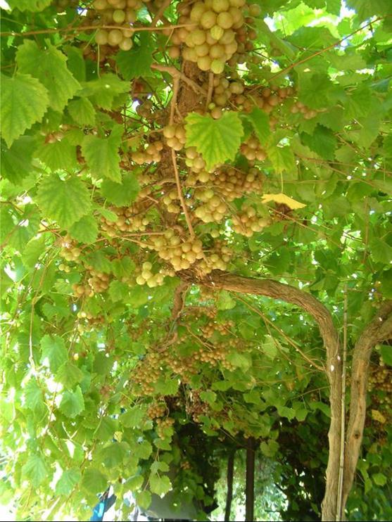 characteristics Cost of establishing a muscadine vineyard fruit pricing