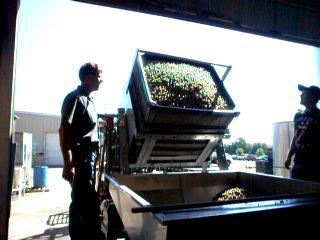 Crushing Grapes Muscadine for