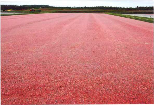 mg/100g % ss 2010 harvest Yield tacy brix bbl/ac mg/100g % ss Crimson Q June 06
