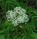 Sambucus (ADOXACEAE) BETULACEAE elderberry Opposite Pinnately compound Leaflets ovate to elliptic Dense flat topped umbels, or elongate panicles or racemes White to ivory flowers ~ bluish Perfect